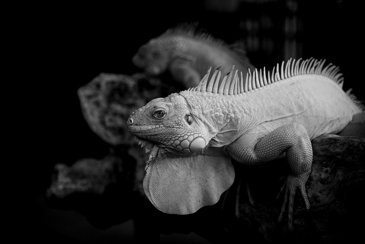 ベッドトッパーとは何か、その効果と選び方は？