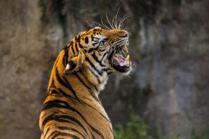 口テープを使った睡眠の効果とは何ですか？