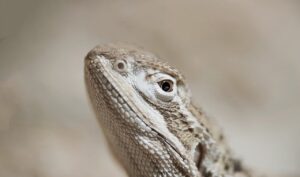 寝具を選ぶ際に背中が痛い場合の対策は？
