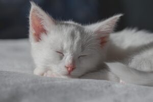 睡眠の質を向上させるための耳栓おすすめは？