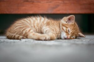 睡眠に効果的なサプリのおすすめは？