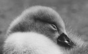 睡眠の質を改善するためにおすすめのグッズは？