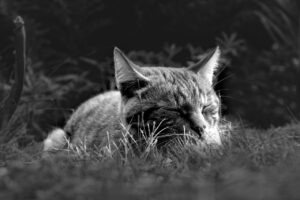睡眠時無呼吸に効果的な枕のおすすめは？