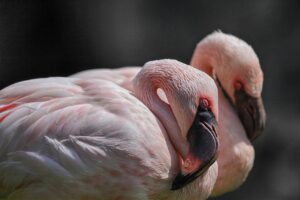首こりに悩むあなたに最適な枕のおすすめは？